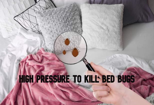 Kills Bed Bugs