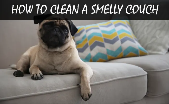 How to Clean A Smelly Couch